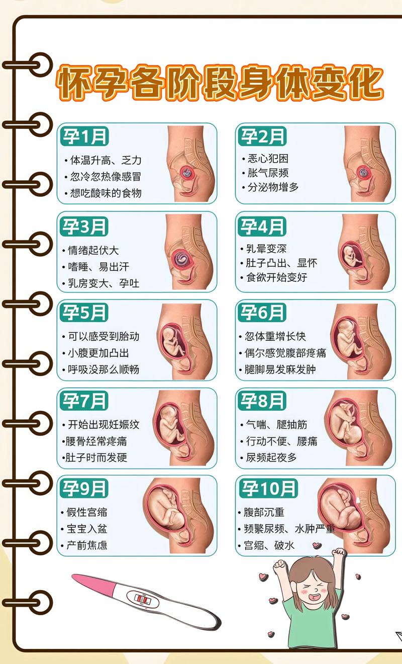 揭秘供卵代孕妈妈怀孕小腹分两节，孕期变化的奥秘山南代生机构: